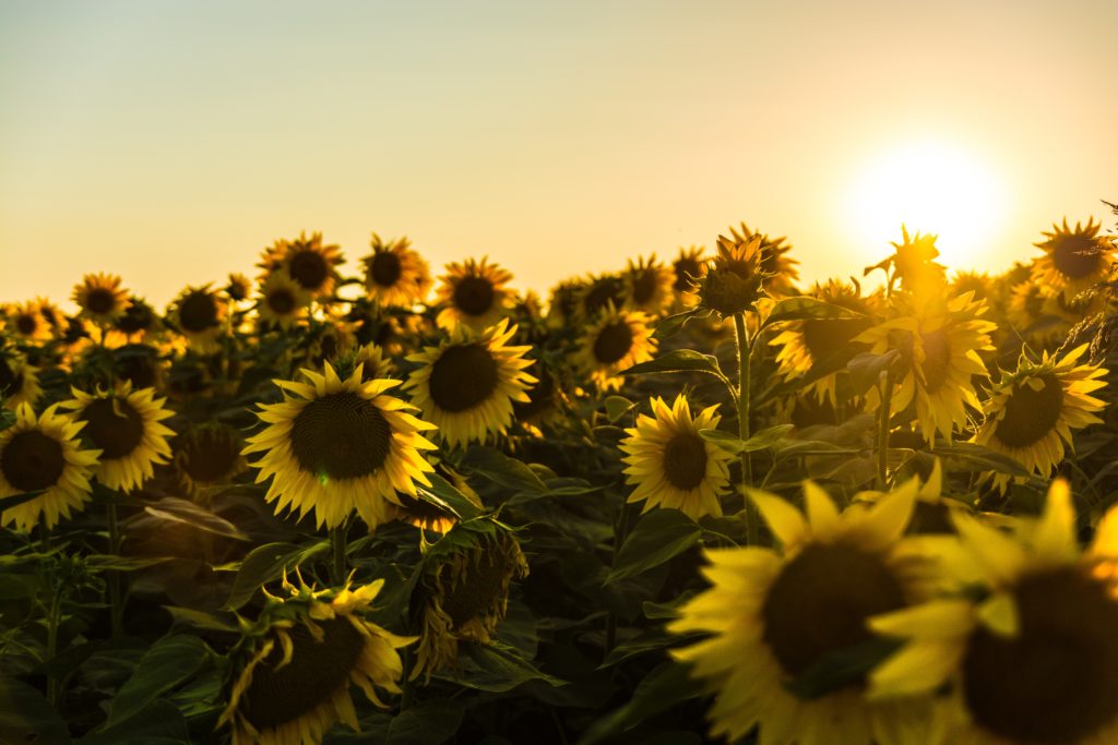  An image of sunflower